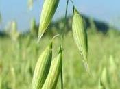 Fitoterapia Avena sativa suoi utilizzi