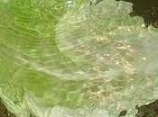 Tajine verza ripiena