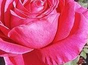 Perché rosa perché
