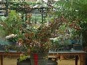 cinorrodo falso frutto