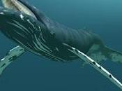 balena femmina compie 10mila chilometri trovare l’amore