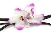 Arriverà Giappone profumata