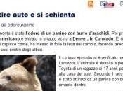 Orso partire auto schianta