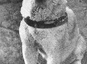 Hachiko fedeltà