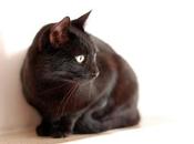 Novembre: giornata gatto nero