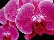 orchidee Moroso (VA)-1°