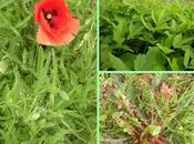 Ultimo appuntamento “…tra Meduna Tagliamento…”- venerdì novembre “Specie spontanee alimentare particolare riguardo alla pianura friulana”