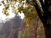 Autumn Milan
