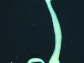 Hydra chiave l'immortalità