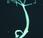 Hydra chiave l'immortalità