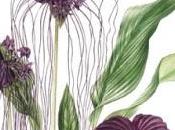 Botanical exotics
