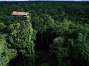 L’incredibile casa sugli alberi metri terra degli Korowai