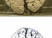 cervello un'App
