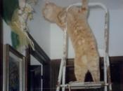 Ruby, gatto amatissimo