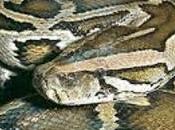 Serpenti giganti
