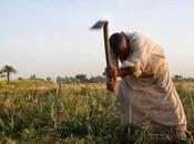 Mille orti Africa: lezioni africoltura