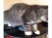 gatto mixa Marley (video)