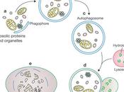 Chiarito meccanismo consente l'attività degli autofagosomi cellulari: aiuto contro cancro?