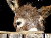 Livio Romano ‘diario’ capire scuola