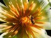 terza dimensione della flora.
