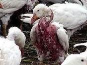 Vera Storia della Piuma d'Oca