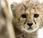 femmina ghepardo nata mesi nello polacco