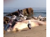 Balena morta spiaggia Malibù pressi della casa Dylan