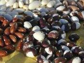 Fagioli: carne poveri cibo ricchi