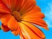 Premio sunshine award