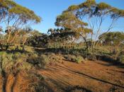 Mildura torna casa