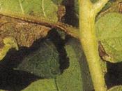 peronospora nell’orto: riconoscerla prevenirla