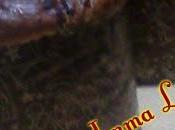 Panettone cioccolato