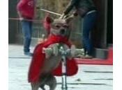 Cane Duoduo star Cina: monopattino bici