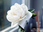 stiamo mica smacchiare rose.....