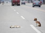 Cane veglia strada compagna senza vita