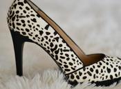 Focus: Dalmatian