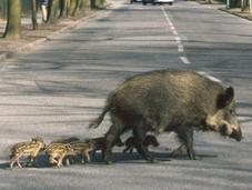 Soccorso obbligatorio agli animali