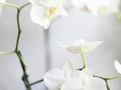 Orchidee Phalaenopsis regalo?