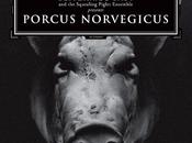 BLITZKRIEG BABY, Porcus Norvegicus