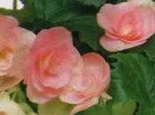 Begonia elatior