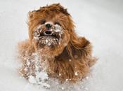 cane Chewbecca delle nevi