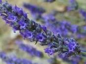 lavanda