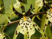 Orchidea Brassia