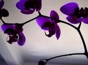 Innaffiare orchidea