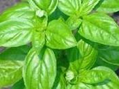 basilico
