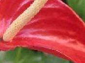 Anthurium