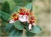 Feijoa