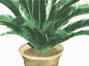 cycas