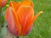 Tulipani