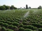 impianto irrigazione fuori terra